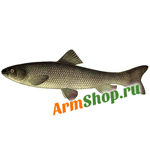 Бехлу. Усач ПСГ Охлажденный 150 - 200 гр "Араратская Долина" ﻿