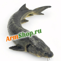 Осётр Сибирский ПСГ Охлажденный Абовян 2500 - 3000 гр "Араратская Долина" ﻿