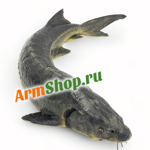 Осётр Сибирский ПСГ Охлажденный Абовян 2500 - 3000 гр "Араратская Долина" ﻿